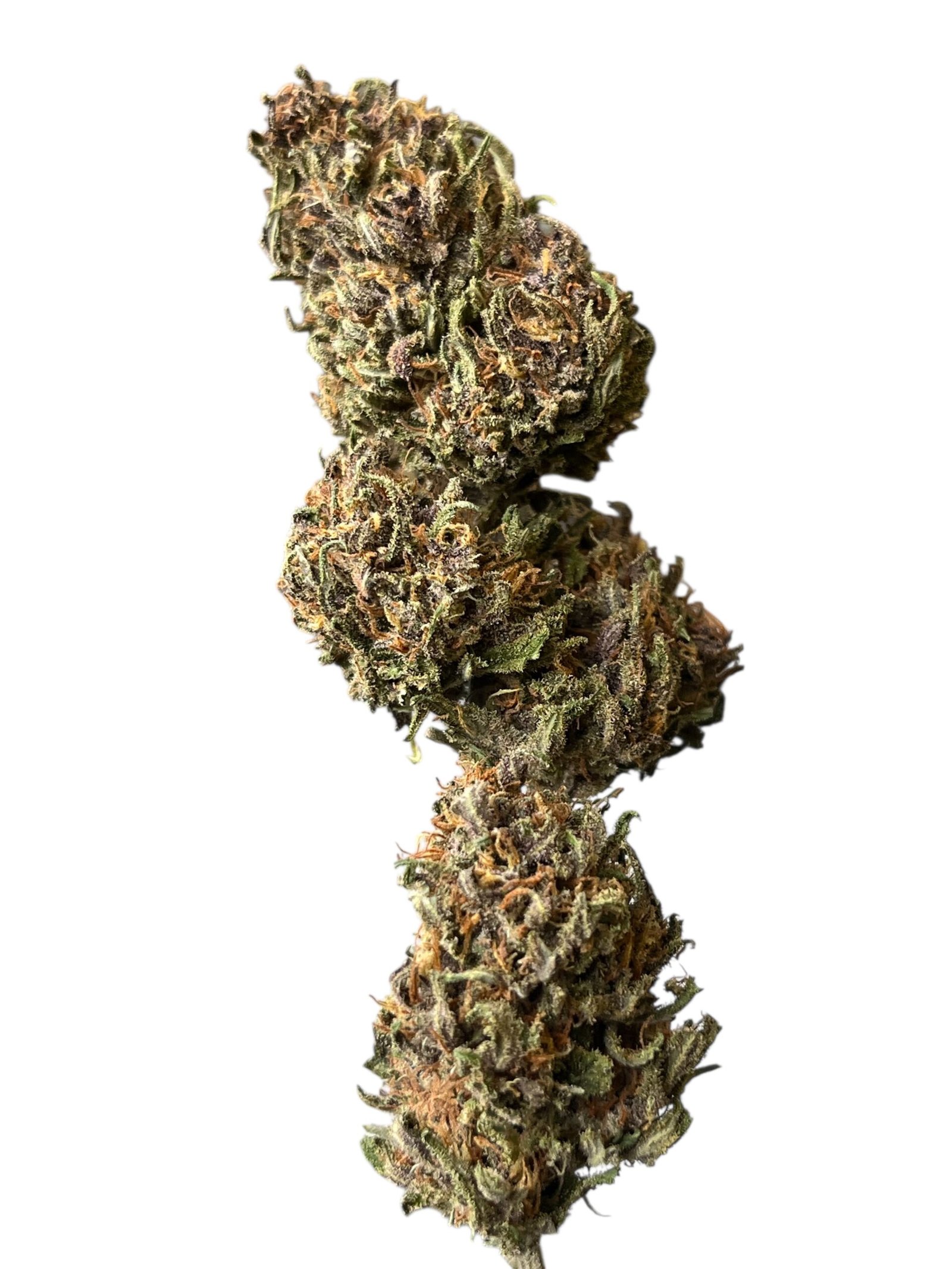 Fleur CBD française Rainbow Warrior🇫🇷