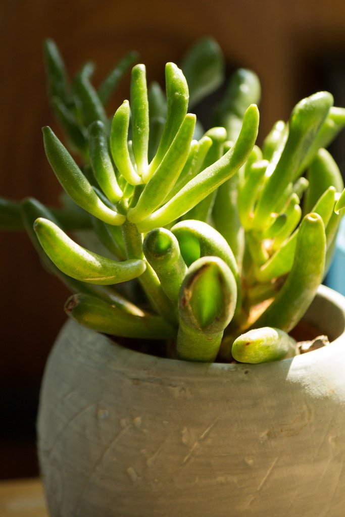 Close-up of a jade succulent in a stone pot in warm light