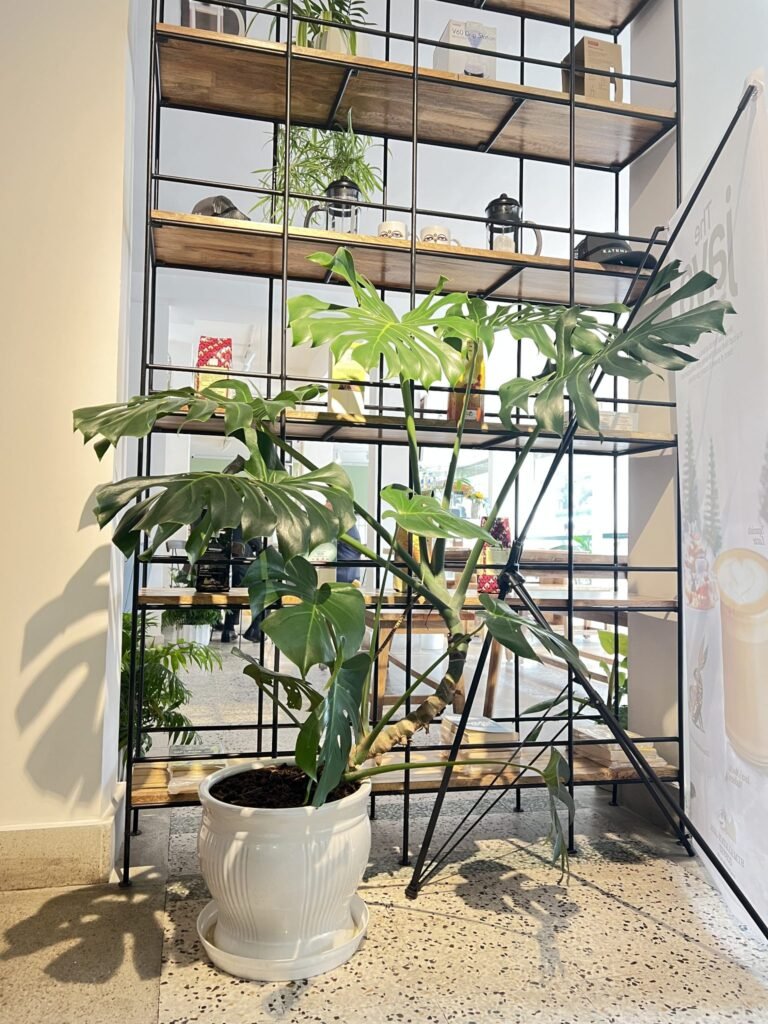 Large monstera plant in a white ceramic pot with dramatic leaf shadows