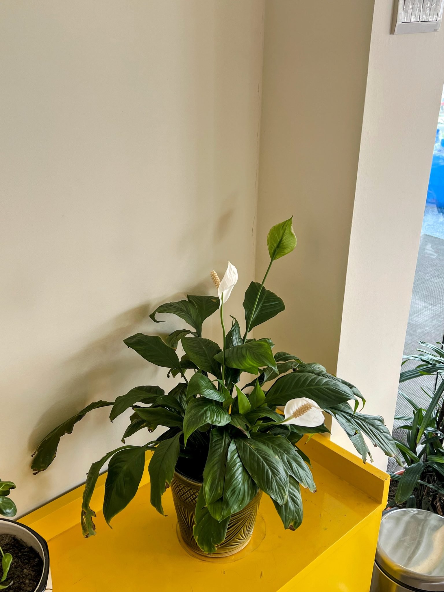 Peace lily with white blooms in a ceramic pot