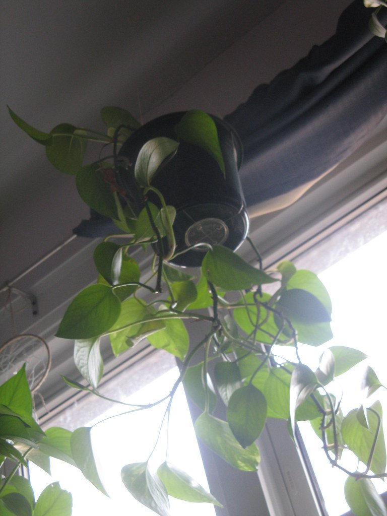 Trailing pothos in a hanging pot by the window