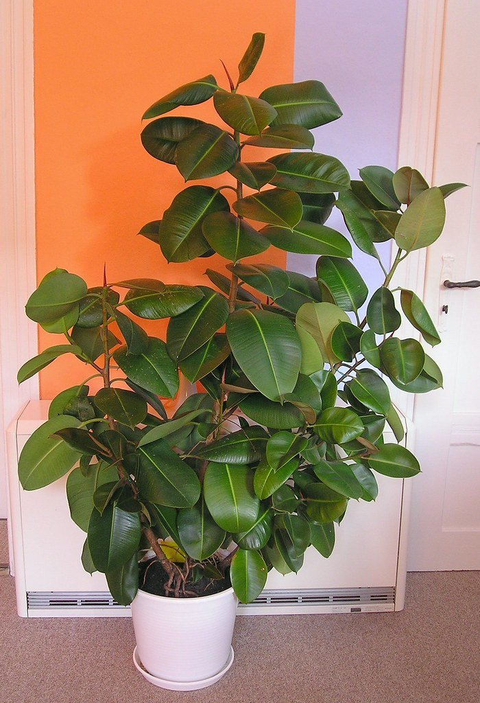 Large rubber tree with glossy leaves in a white pot